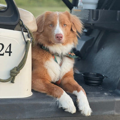 Brown and white dog sitting inside a vehicle with a blurred natural background
